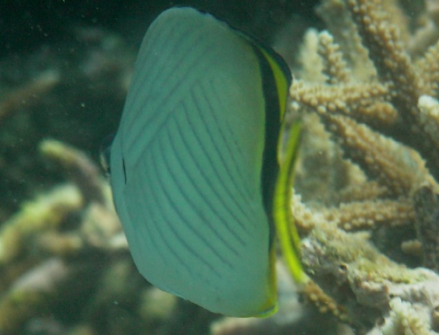 Chaetodon vagabundus 00322.JPG